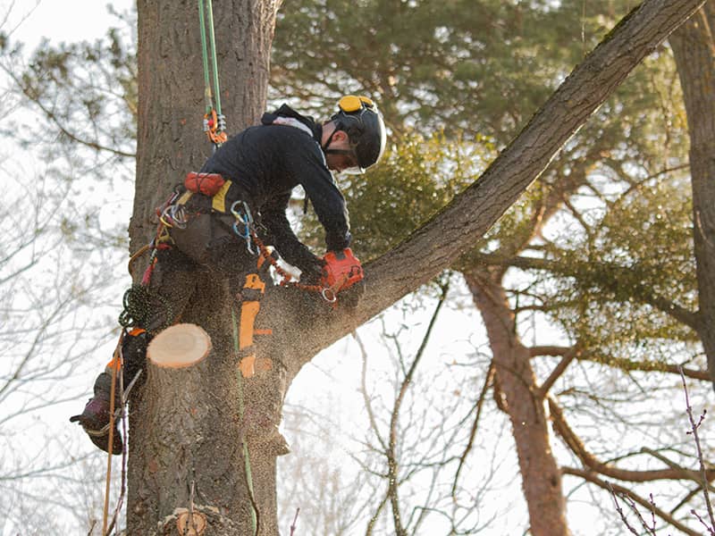 Großen Baum fällen durch Seilklettertechnik